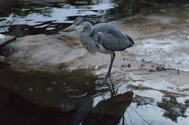 Gri balıkçıl göletin yanında duruyor..