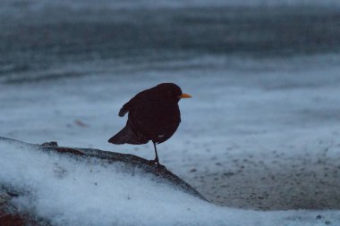 Kışın yalnız bir karatavuğun manzarası. Bulanık arkaplan.