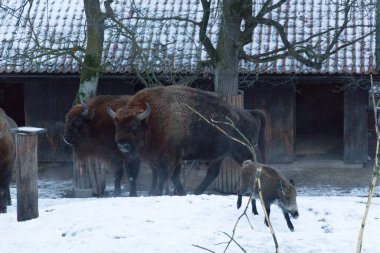Kışın bizon manzarası. İsviçre Doğa Parkı Skansen, Stockholm, İsveç 'te vahşi yaşam.