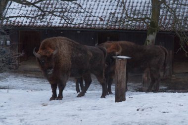Kışın bizon manzarası. İsviçre Doğa Parkı Skansen, Stockholm, İsveç 'te vahşi yaşam.