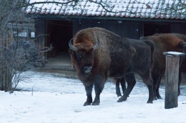 Kışın bizon manzarası. İsviçre Doğa Parkı Skansen, Stockholm, İsveç 'te vahşi yaşam.