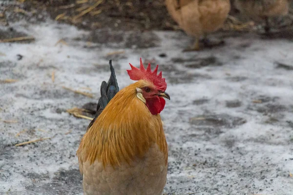 Close View Red Junglefowl Winter Time — Stock Photo, Image
