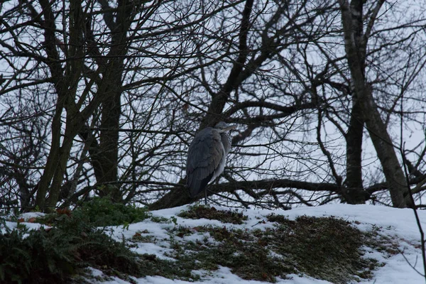 Der Blick Auf Einen Graureiher Der Winter Aufgewühlt Wird — Stockfoto
