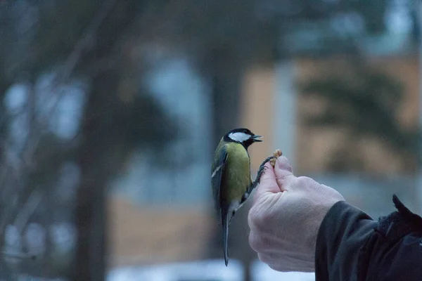 View Great Tit Feeding Persons Hand Blurred Background — Stok fotoğraf