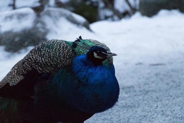 Vue Rapprochée Une Chouette Indienne Hiver — Photo