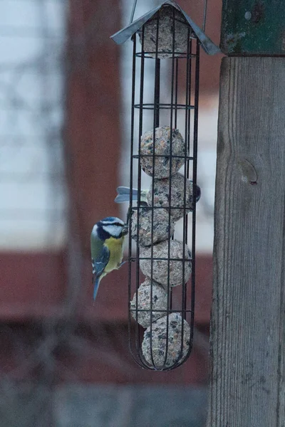 View Great Tits Feeding Feeder Rack — 스톡 사진