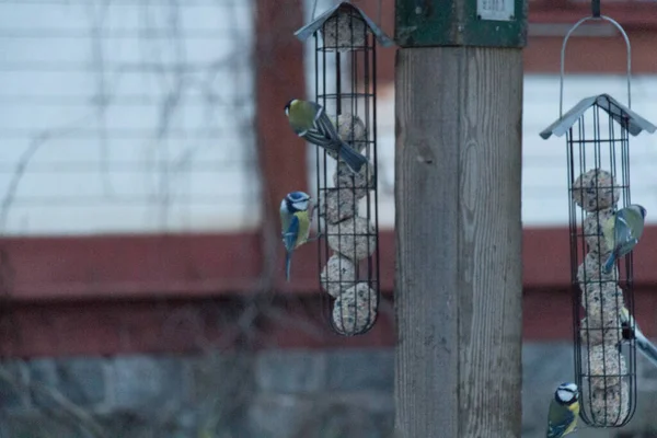 View Great Tits Feeding Feeder Rack — 图库照片