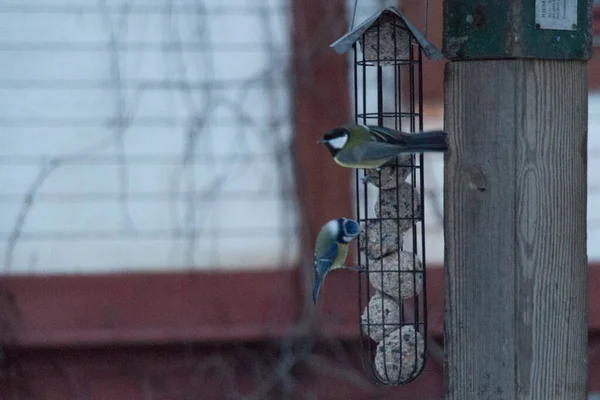 View Great Tits Feeding Feeder Rack — стоковое фото