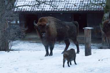 Kışın bizon manzarası. İsviçre Doğa Parkı Skansen, Stockholm, İsveç 'te vahşi yaşam.