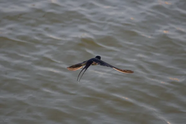 燕子以水为背景飞行的景象 — 图库照片
