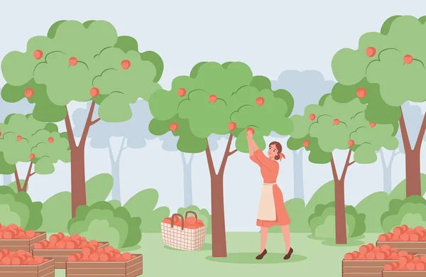 Jovem mulher em vestido vermelho e avental branco pegando maçãs maduras vermelhas de árvores de maçã vetor ilustração plana. —  Vetores de Stock