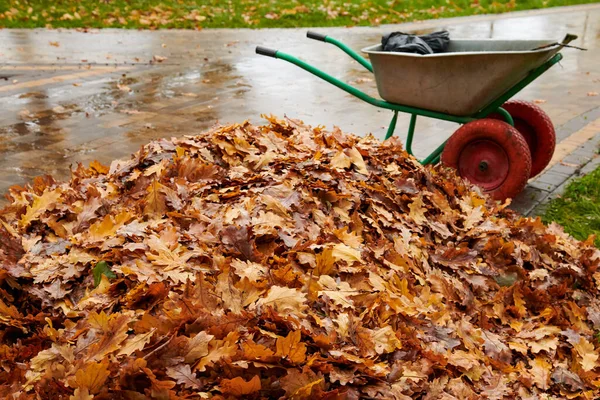 Cleaning Autumn Leaves Park Garden Rake Cart Pile Yellow Leaves — Stock Photo, Image