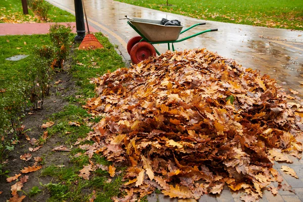 Cleaning Autumn Leaves Park Garden Rake Cart Pile Yellow Leaves — Stock Photo, Image