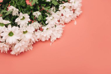 Sol üst köşedeki mercan arka planda beyaz çiçekler. Boşluğu kopyala. 