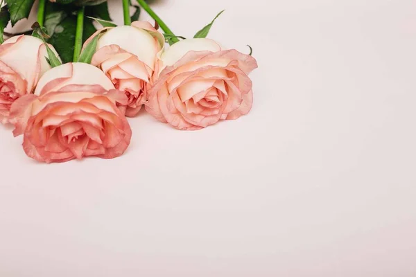 Rosas Coral Fundo Branco Canto Superior Esquerdo — Fotografia de Stock