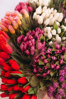 Beyaz arka planda bir sürü renkli lale var..