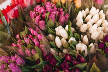 Beyaz arka planda bir sürü renkli lale var..