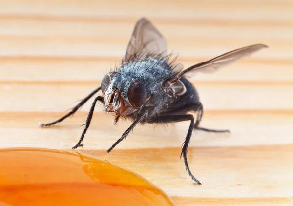 Macro chupito de mosca comiendo miel —  Fotos de Stock