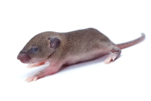 Makro-Nahaufnahme auf Baby-Hausmaus — Stockfoto