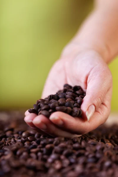 评价咖啡作物 — 图库照片