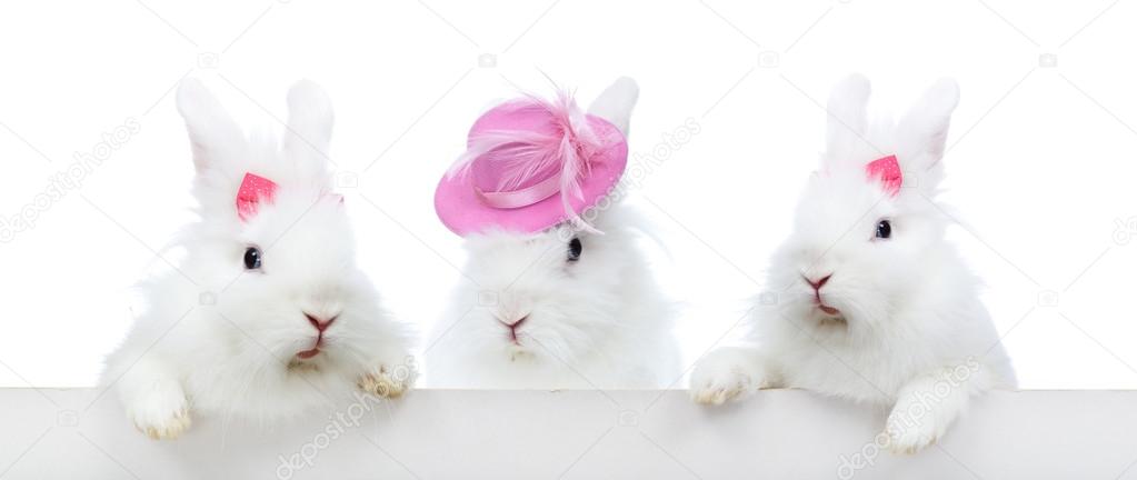 three cute white rabbit