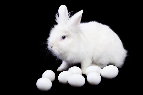 Beyaz tavşan ve yumurta siyah — Stok fotoğraf