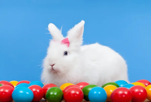 Pembe ile kabarık beyaz tavşan koruma renkli yumurta yay — Stok fotoğraf