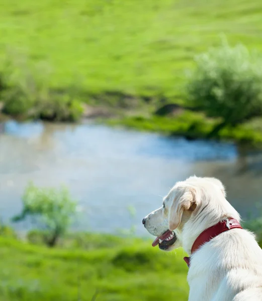 Dog watching its kingdom — Stock Photo, Image