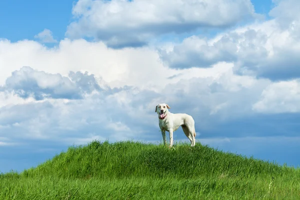 Dog standing on a hill — Stock Photo, Image