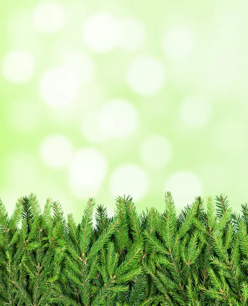 Stripe of fir tree branches on blurry background — Stock Photo, Image