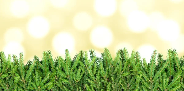 Stripe of fir tree branches on blurry background — Stock Photo, Image