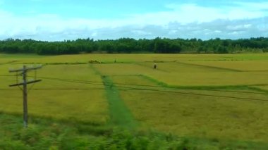 Vietnam 'daki pirinç tarlaları