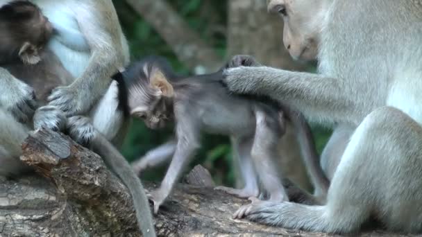 Blick auf Affenfamilie — Stockvideo