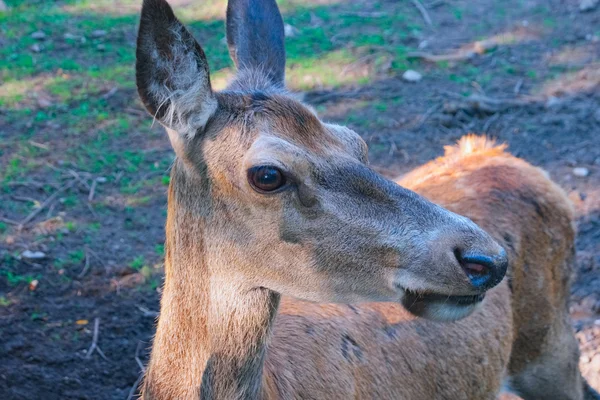 Kızıl geyik Hind — Stok fotoğraf