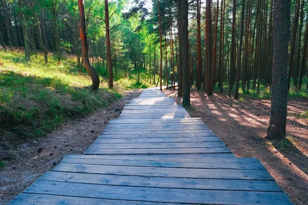 Sentiero in legno nella foresta — Foto Stock