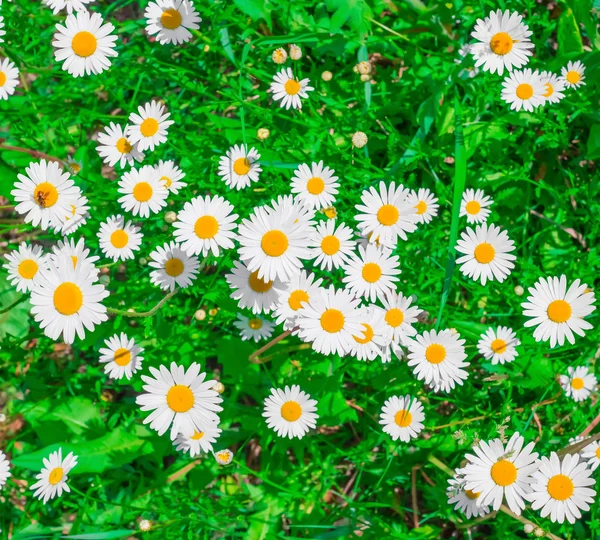 Bloeiende kamille bloemen — Stockfoto