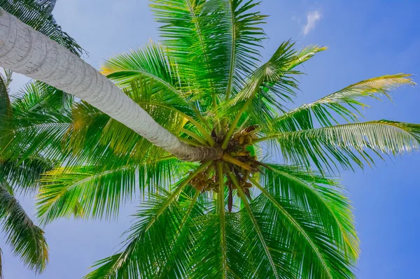 Palmeira de coco — Fotografia de Stock