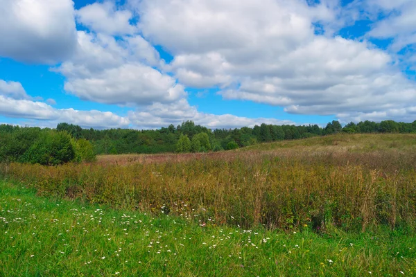 Летний пейзаж с травой, деревьями, небом и облаками — стоковое фото
