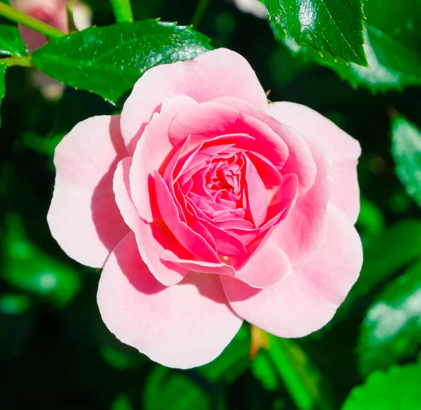 Pink rose flower close up — Stock Photo, Image