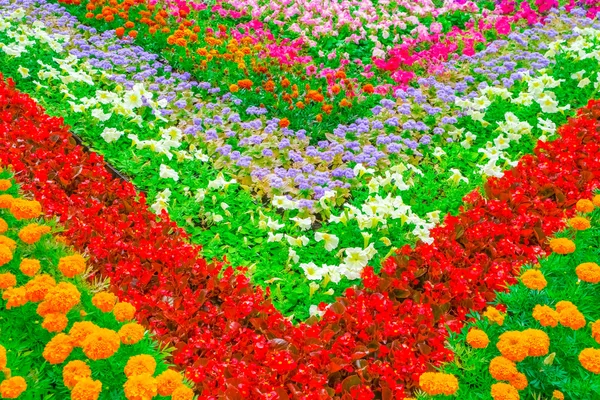 Decorative flower bed — Stock Photo, Image