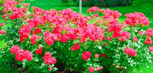 Blossoming bush of red roses — Stock Photo, Image