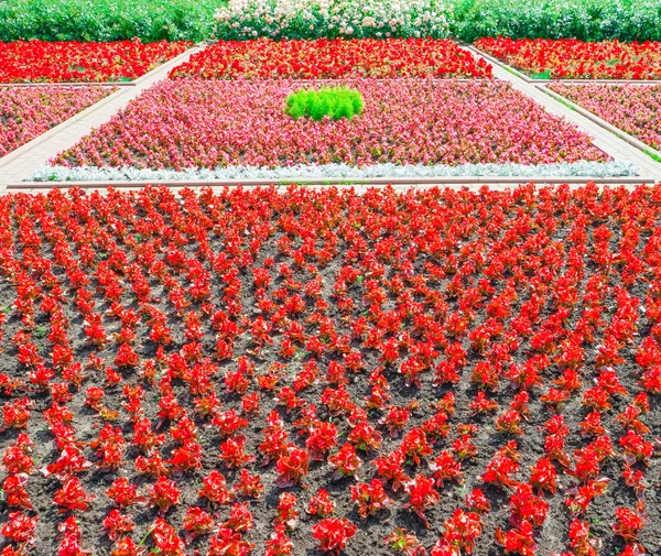 Decorative flower bed — Stock Photo, Image