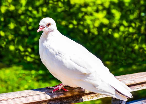 White pigeon — Stock Photo, Image