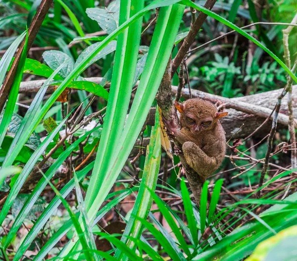 Spookdier in de jungle — Stockfoto