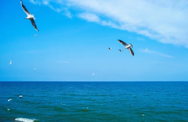 カモメが海の上を飛んで — ストック写真