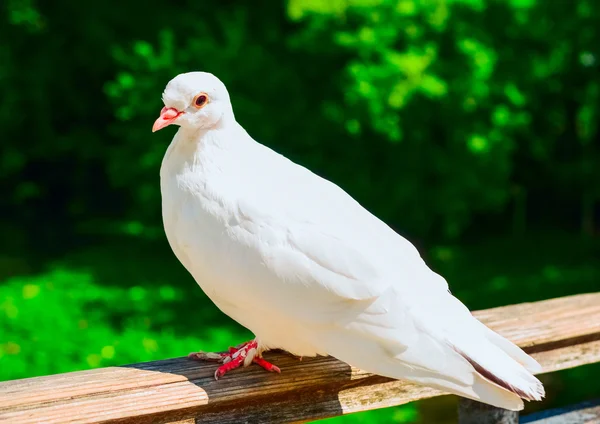 Beautiful white pigeon — Stock Photo, Image
