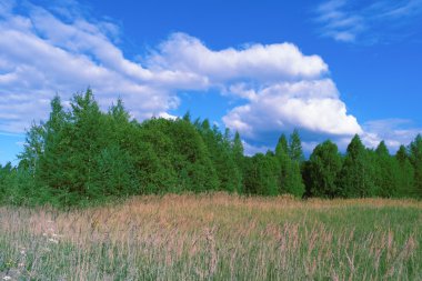 Güzel yaz manzarası