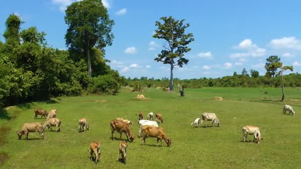 Krávy na pastvě v poli — Stock video