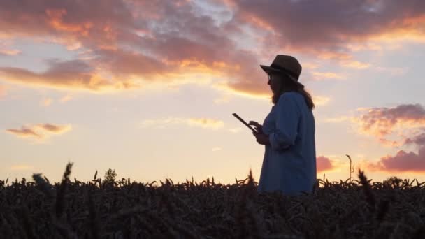 Piękna kobieta w średnim wieku na polu pszenicy. Kobieta rolnik lub naukowiec stojący z gadżetem w rękach. Ma na sobie kapelusz i okulary. Dobry wieczór.. — Wideo stockowe