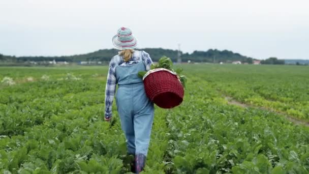 Блондинка з кошиком в її руках йде на поле з буряками. Жінка в капелюсі носить буряк з листям у кошику. Вид ззаду . — стокове відео